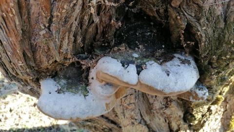 Ganoderma applanatum