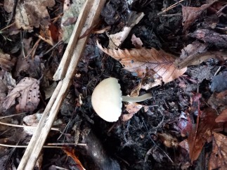 Candolleomyces candolleanus