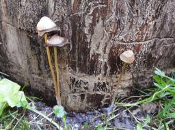 Psathyrella corrugis