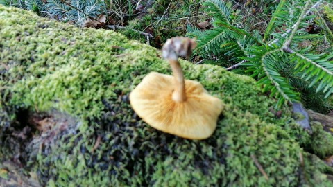 Pholiota astragalina