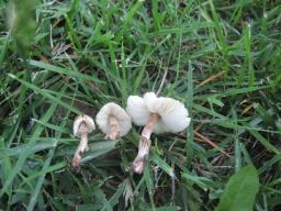 Lepiota lilacea