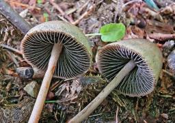 Panaeolus papilionaceus