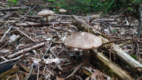 Pluteus cervinus