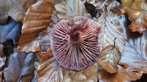 Hygrophorus capreolarius