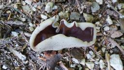 Geoscypha ampelina
