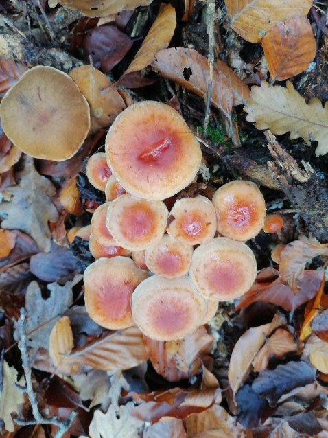 Hypholoma lateritium