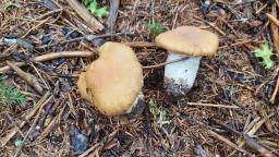 Cortinarius caperatus