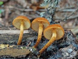 Flammulaster limulatus