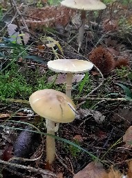 Amanita phalloides