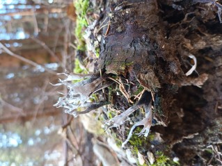 Xylaria hypoxylon