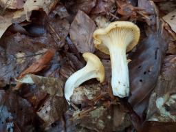 Cantharellus pallens