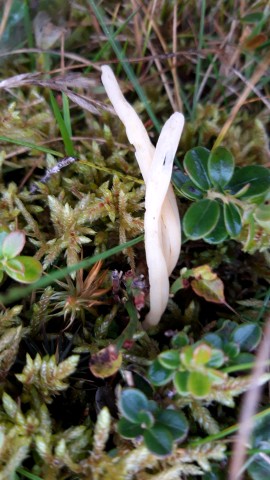 Clavaria fragilis