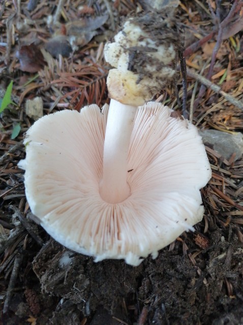 Volvariella hypopithys