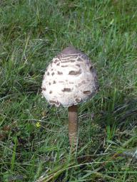 Macrolepiota procera