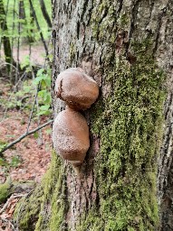 Phellinus hartigii