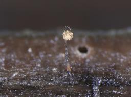 Cribraria oregana
