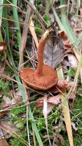 Chalciporus piperatus