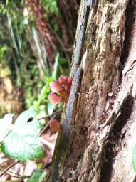 Mycena renati