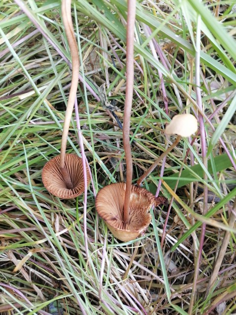 Conocybe tenera