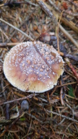 Amanita rubescens