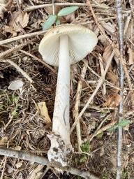 Amanita ceciliae