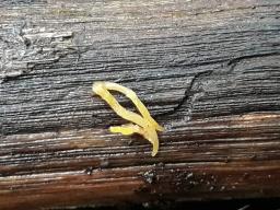 Calocera cornea