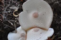 Leucoagaricus americanus