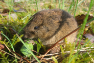 Microtus arvalis