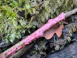 Marchandiomyces quercinus