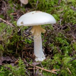 Amanita citrina