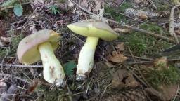Butyriboletus roseogriseus
