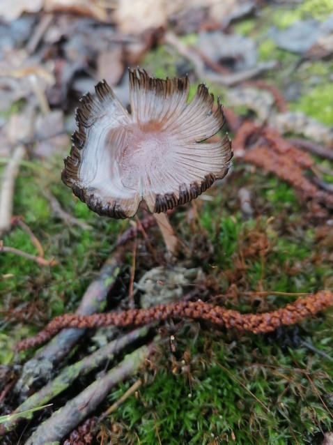 Coprinellus micaceus