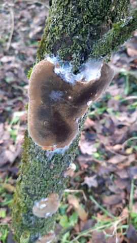 Phellinus pomaceus