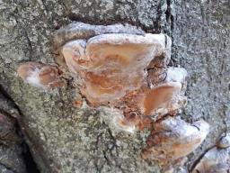 Phellinus pomaceus