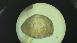 Pluteus plautus
