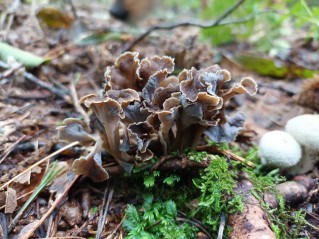 Craterellus undulatus