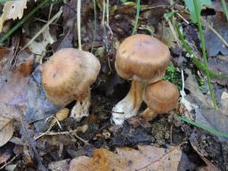 Cortinarius subferrugineus