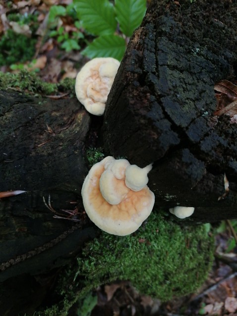 Laetiporus sulphureus