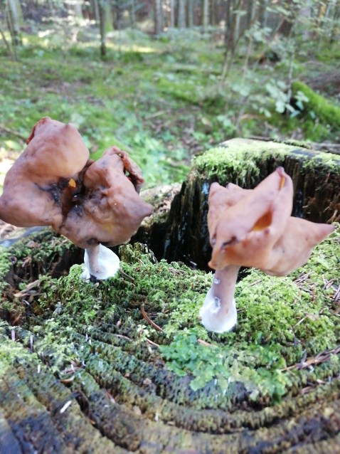 Gyromitra infula