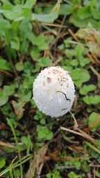 Coprinus comatus