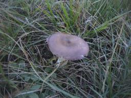 Russula caerulea