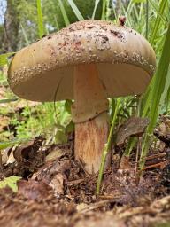 Amanita rubescens