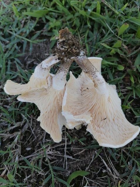 Lentinus tigrinus