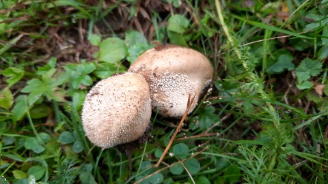 Lycoperdon pratense