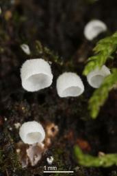 Rimbachia arachnoidea