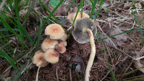 Hypholoma fasciculare