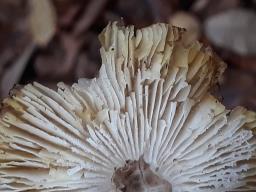 Tricholoma scalpturatum