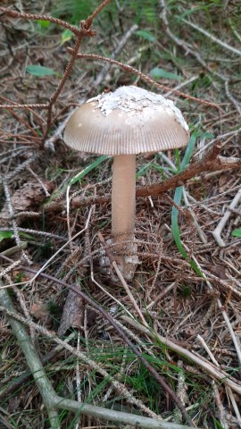 Amanita submembranacea