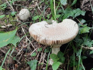 Amanita echinocephala