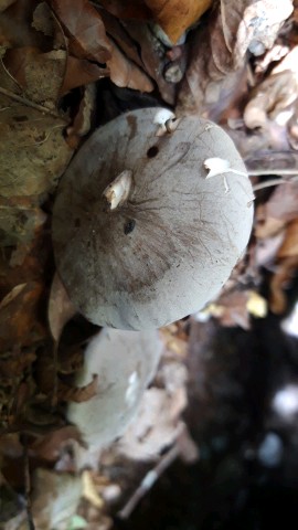 Clitocybe nebularis